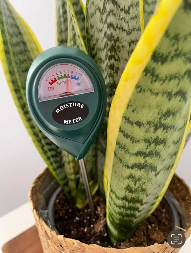 Moisture meter inserted in potted plant soil to check for watering needs