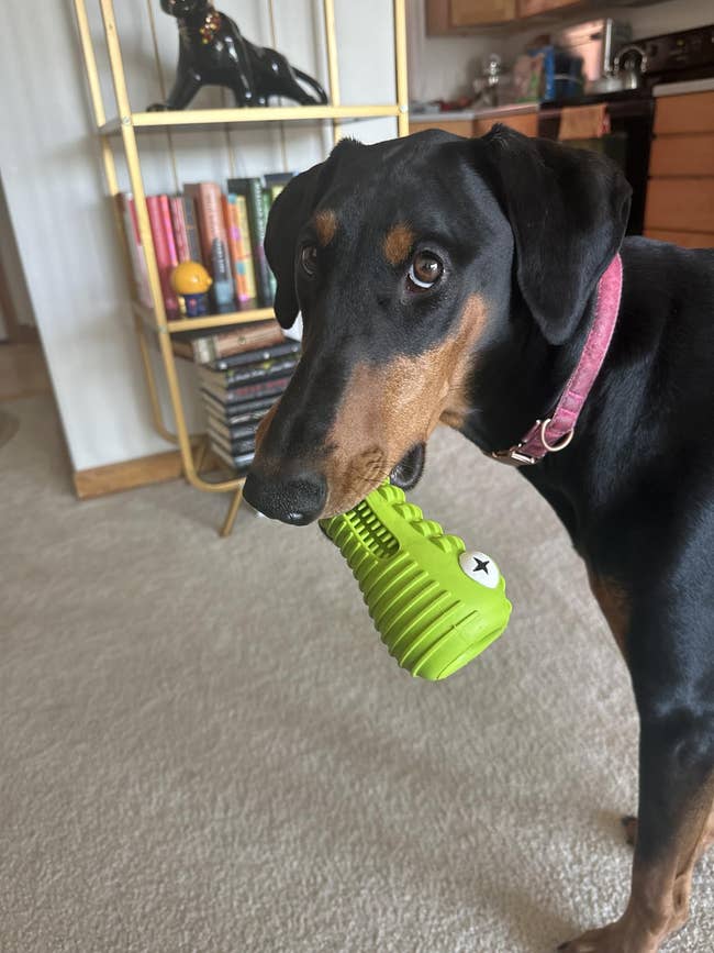 Dog with a pink collar holds a ribbed green chew toy shaped like a cute dinosaur in its mouth, standing indoors near a bookshelf