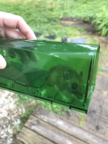 reviewer photo of a mouse caught in the humane green trap