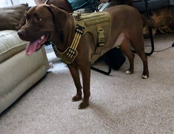 Dog wearing a tactical harness indoors