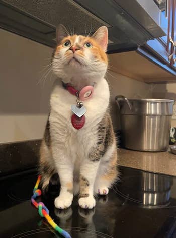 Reviewer's cat with air tag attached to its collar