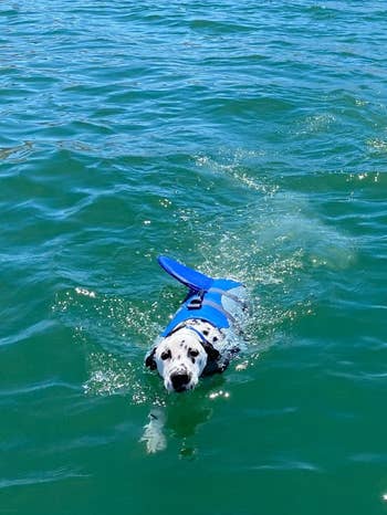 reviewer's Dalmatian wearing a blue life jacket with a  shark-like fin on top