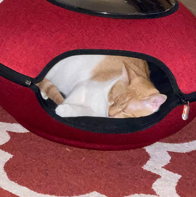 a reviewer photo of a cat sleeping in the pod