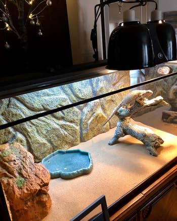 A reviewer's reptile in its terrarium