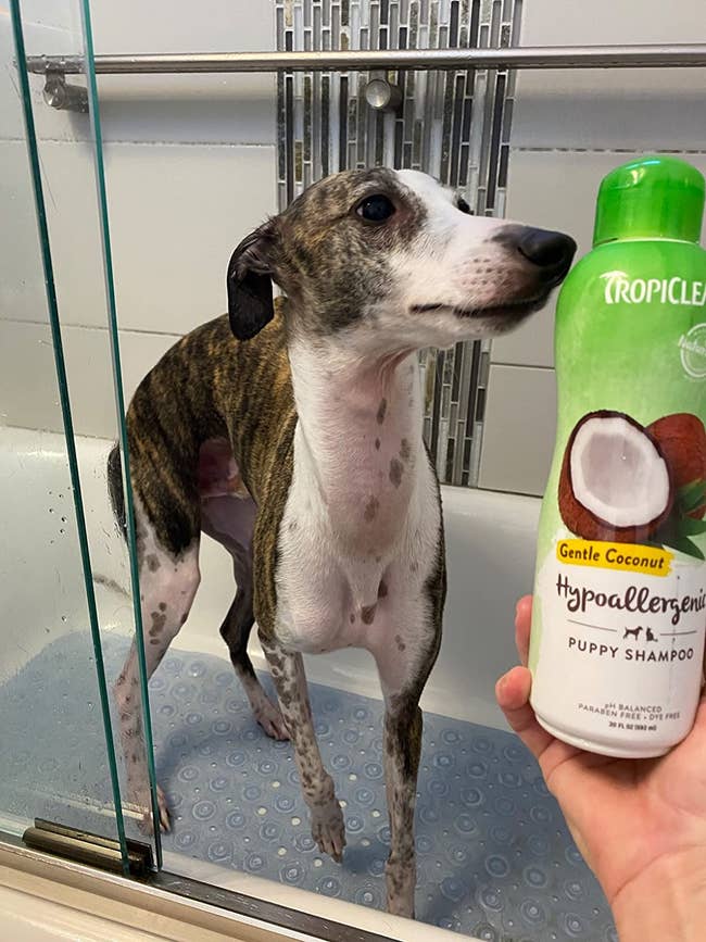 reviewer holds puppy shampoo bottle in front of large dog in bathtub
