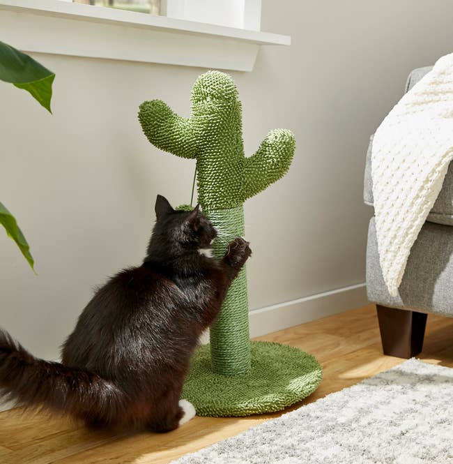 a cat scratching at a green cactus scratcher