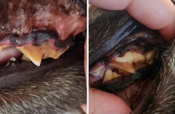 Close-up of a pet's teeth showing tartar buildup and gum redness, indicating potential dental issues