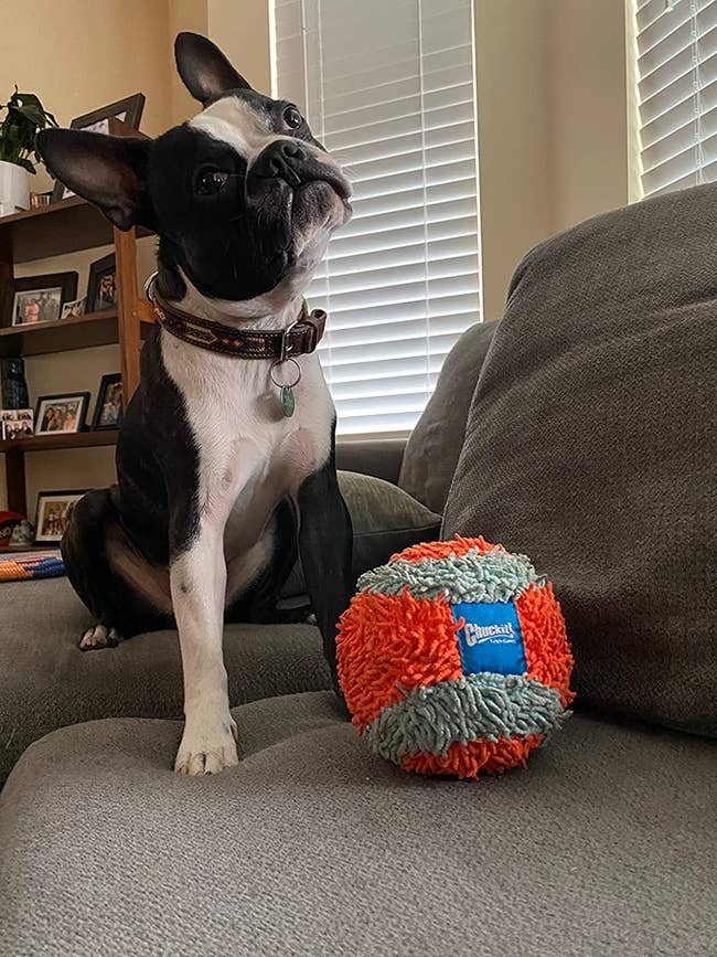 reviewer image of a dog sitting on a couch next to the plush ball