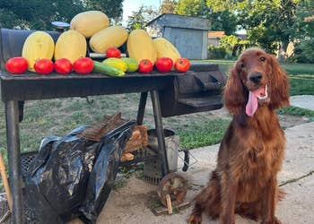 A happy dog sitting by a grill with a variety of squash and tomatoes on top, ready for a garden feast