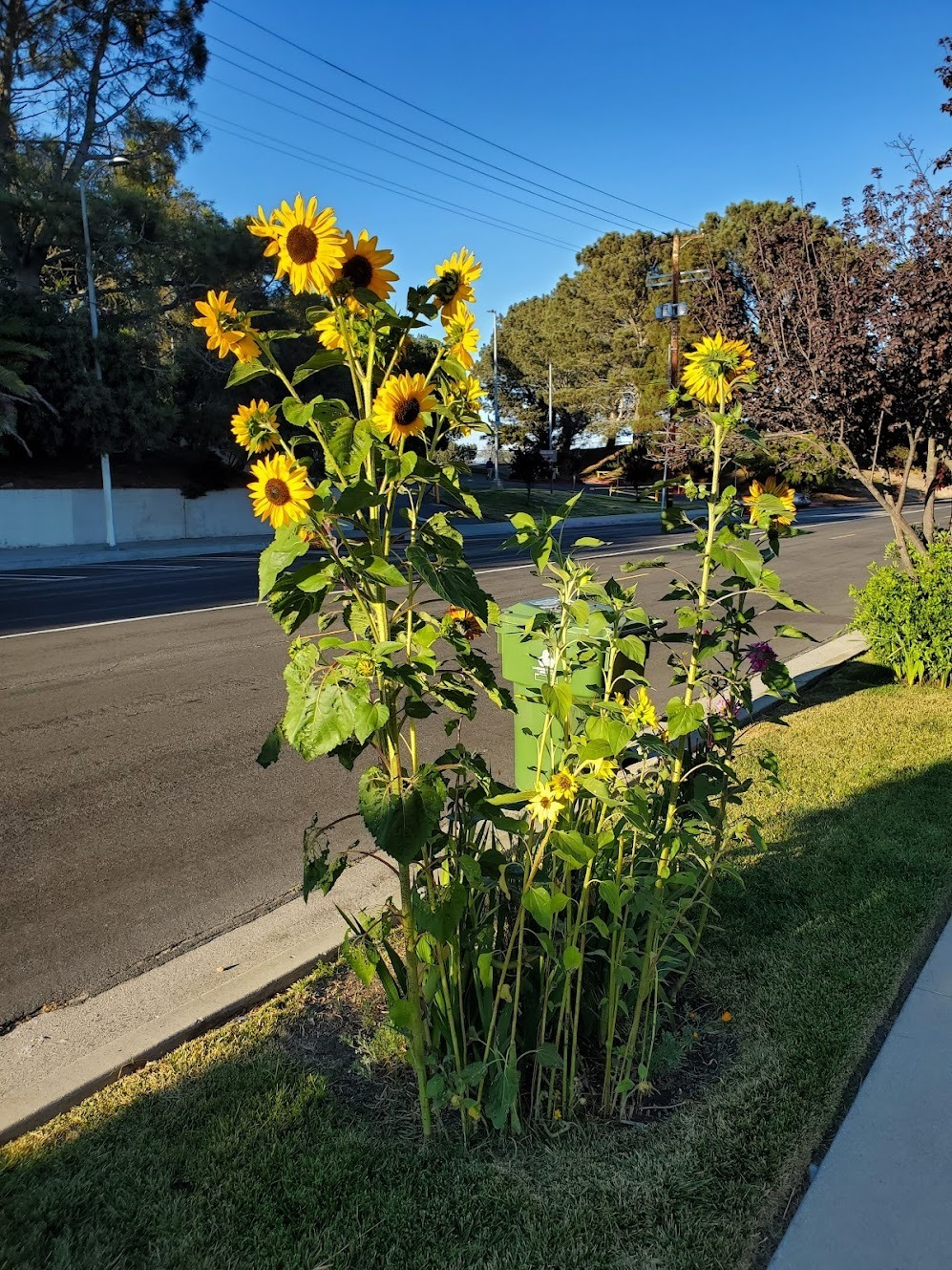 Post image 5
