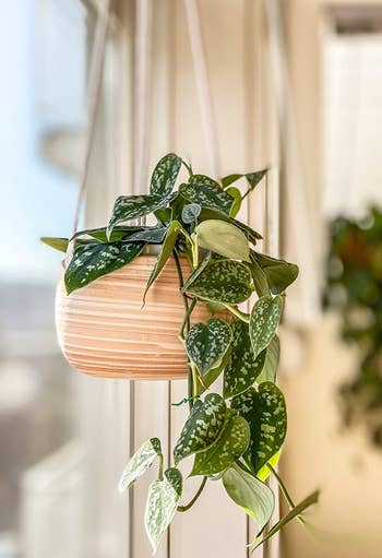 reviewer's hanging planter in orange and white