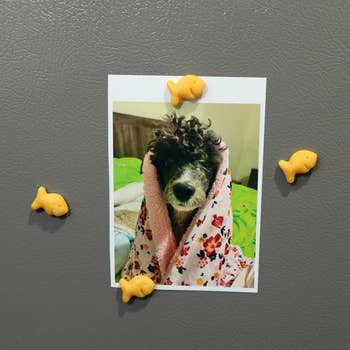 The magnets holding up   photograph  connected  fridge