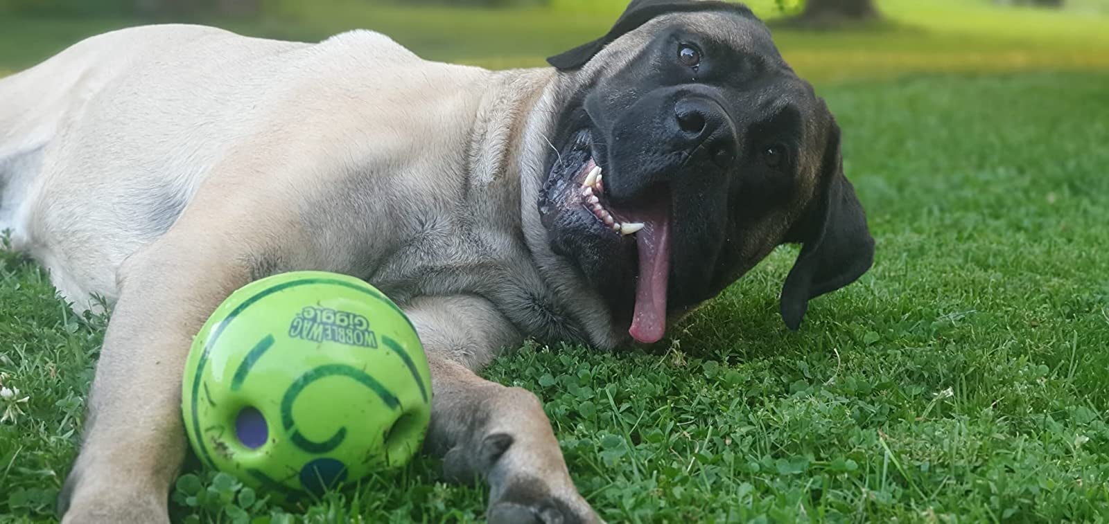 reviewer's dog laying with the green ball