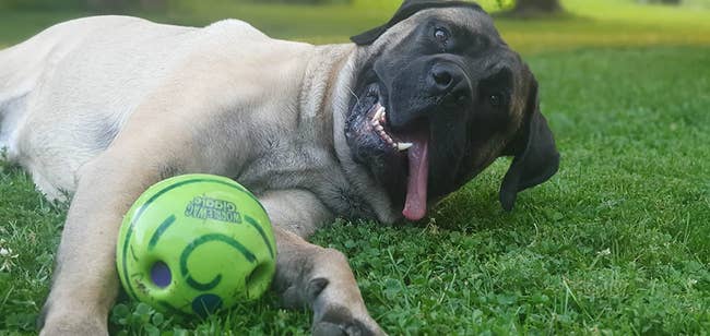 reviewer's dog laying with the green ball