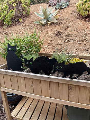 the three cats next to a garden