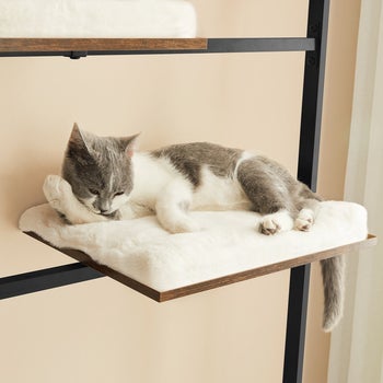 a cat lying on one of the cushioned shelves