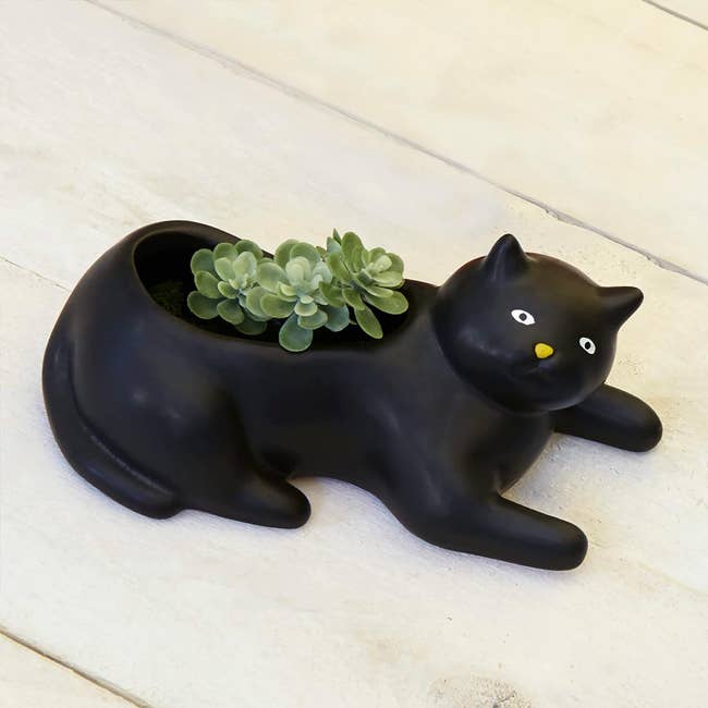 black cat planter with a succulent