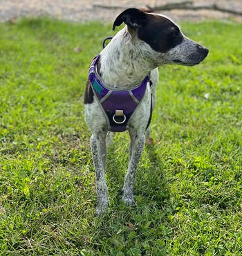 Reviewer image of small dog wearing purple clip on harness with front silver loop while standing in grass
