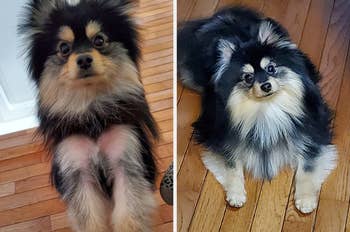 left: reviewer's long haired dog before supplement with both front legs red, irritated, and lacking fur / right: after supplement with no signs of irritation and fur has grown back