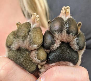 before and after of reviewer's dog's paws