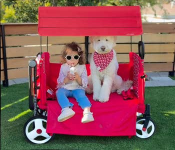 Child and fluffy canine  successful  reddish  wagon; kid  wears sunglasses, jeans, and lace top, sipping drink. Dog has a reddish  bandana