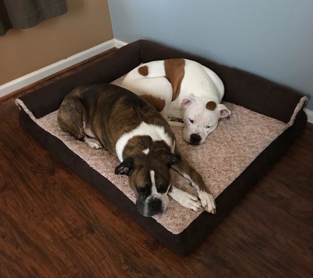 two large dogs sharing the brown dog bed