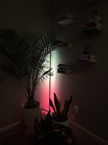 Indoor works country with modern bookshelf and ambient level lamp. Books and potted plants make a cozy, stylish vibe