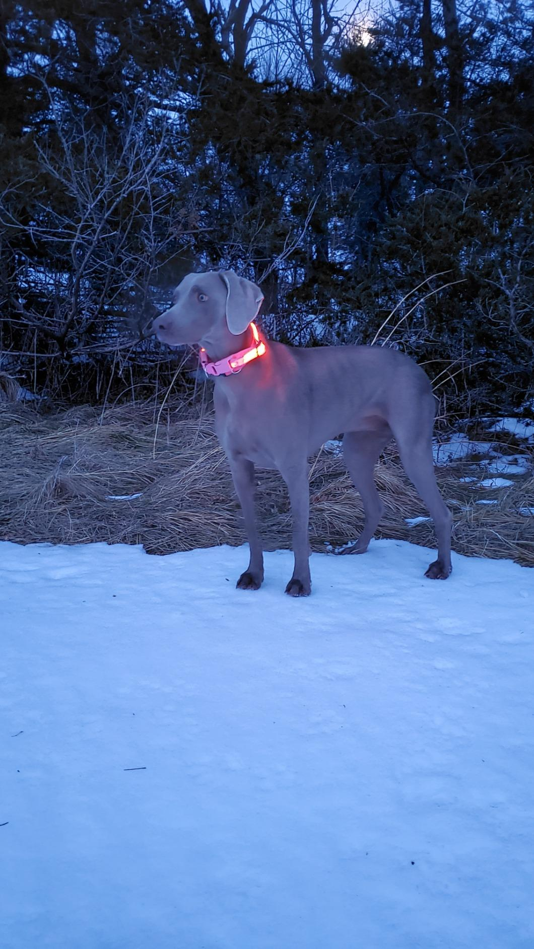 dog collars to keep them in the yard