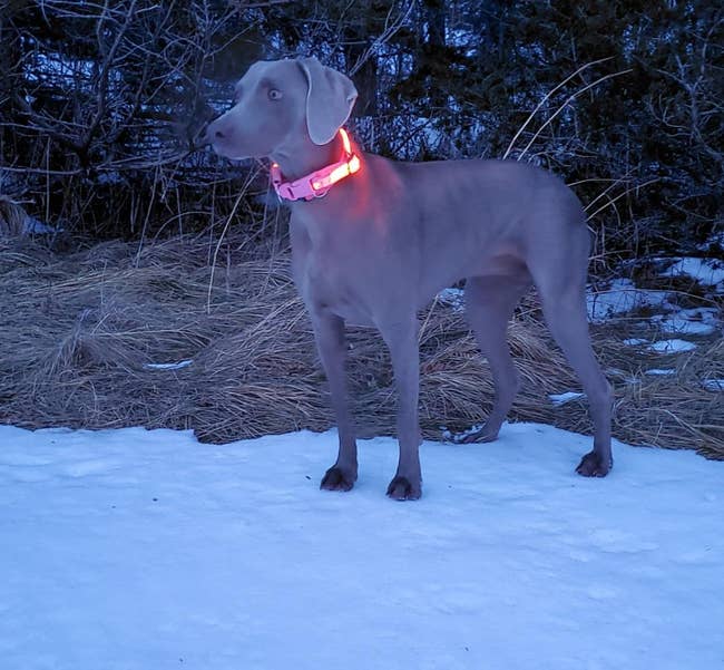 reviewer's dog wearing the light up collar in red