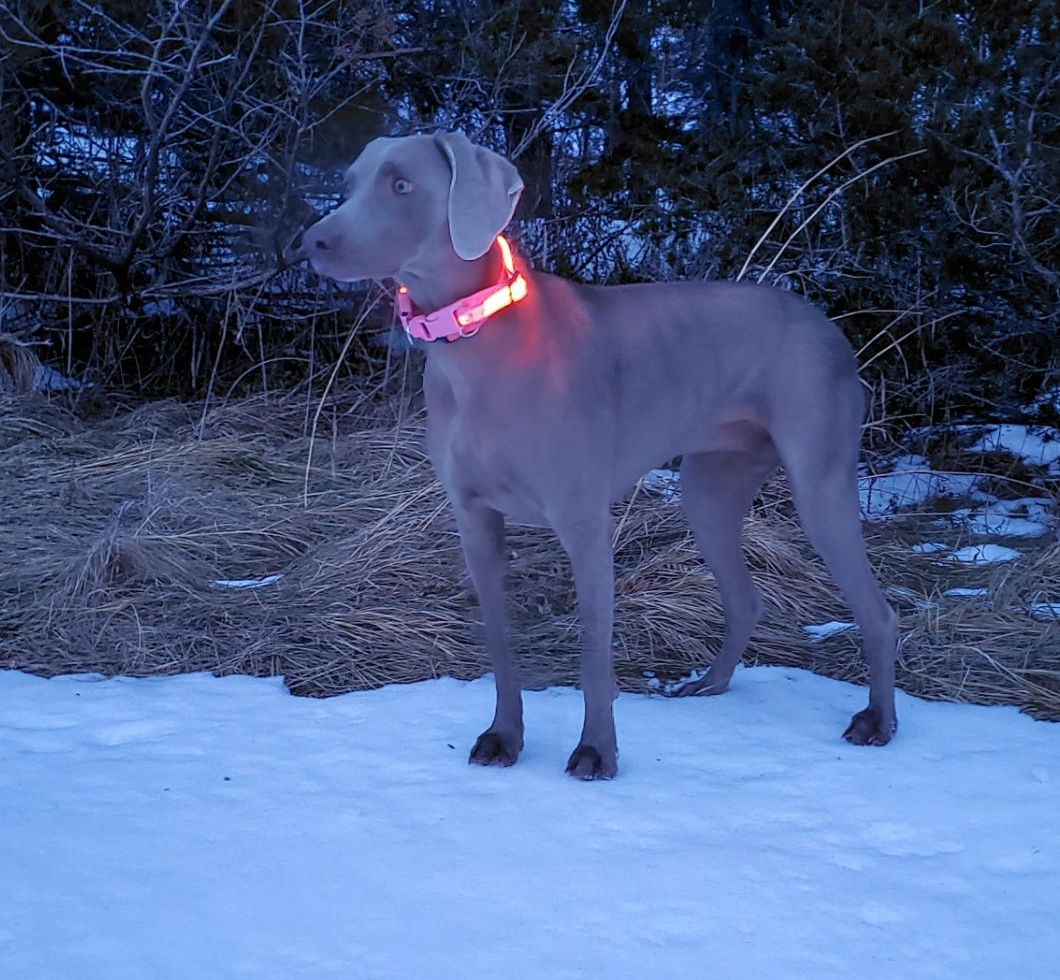 reviewer pic of a dog wearing the light up collar in red