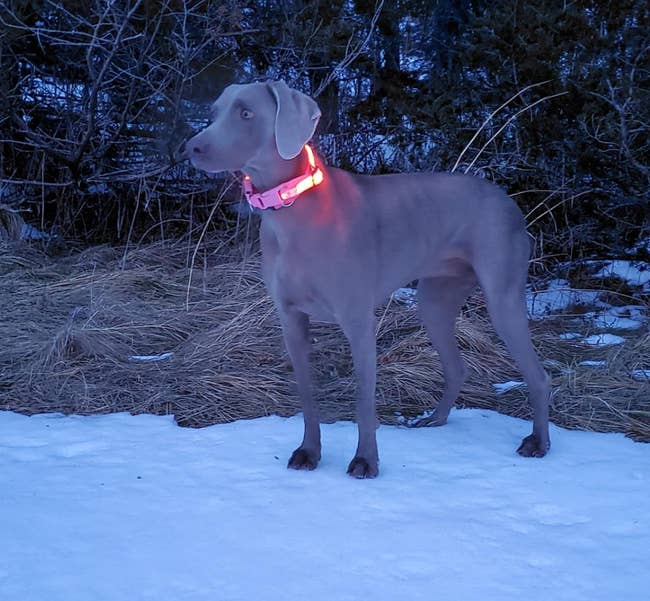 reviewer pic of a dog wearing the light up collar in red
