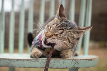 a cat chewing on a stick