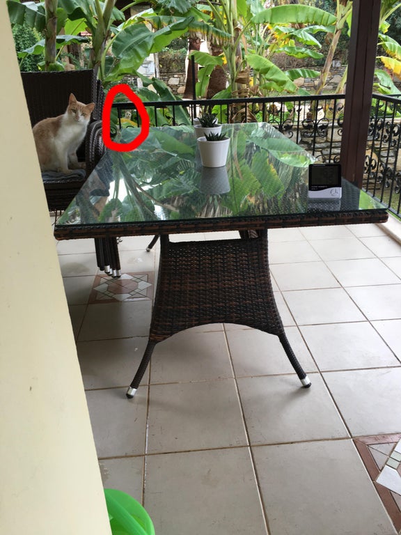 超難問 あなたはいくつ正解できる 隠れ動物クイズ