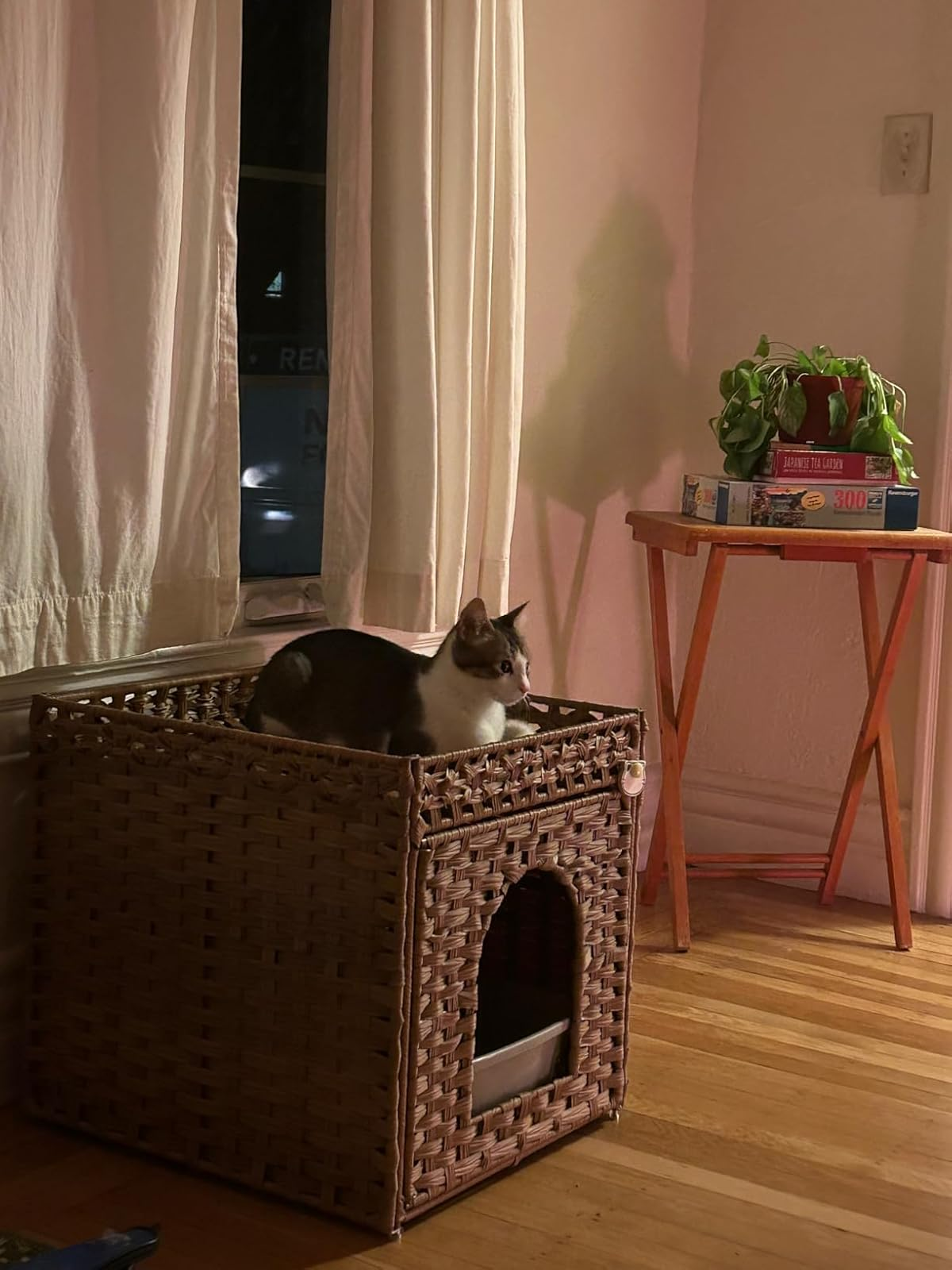 Cat sits connected  a woven handbasket  litter box