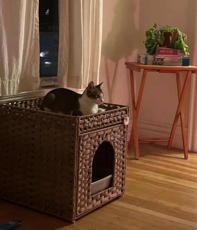 Cat sits connected a woven handbasket litter box