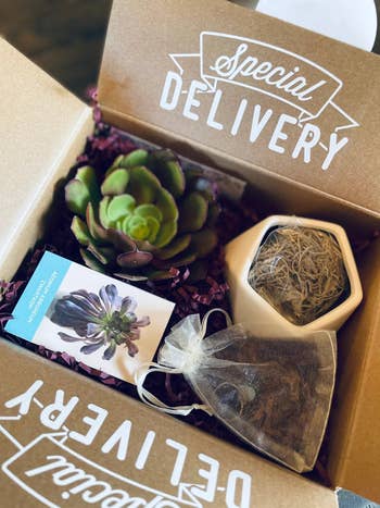 the subscription box holding a succulent, care instructions, and potting materials