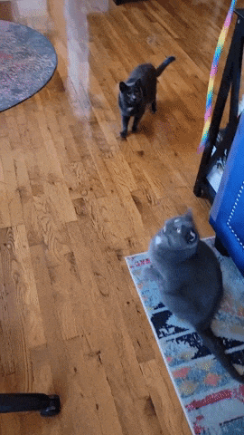 gif of BuzzFeeder's two cats playing with the rainbow string toy