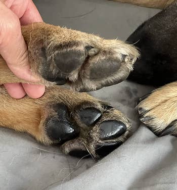 a dog's paw dry without the butter on it and moisturized with it on 