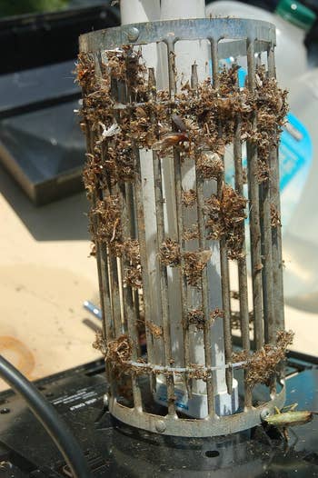 bug zapper interior   portion  clogged with dormant   bugs