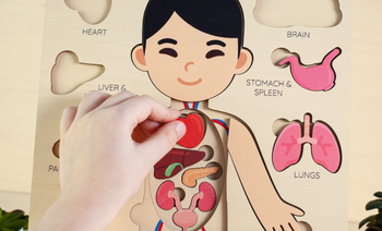 closeup of child's hand placing heart inside human body puzzle