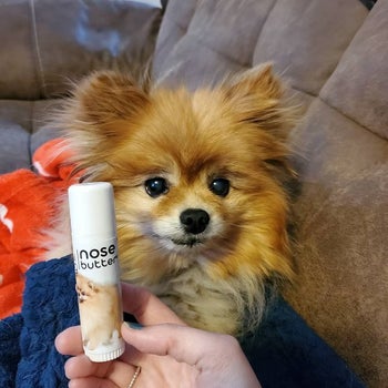 Reviewer photo of Pomeranian and a tube of nose butter 