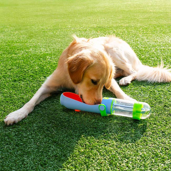 Dog drinking from an outdoor portable pet water bottle on grass, featuring a bottle with a bowl-like attachment for easy hydration