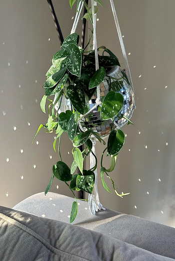 disco ball planter with a pothos