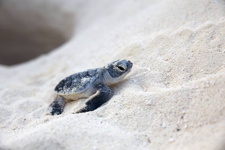 Rate These Baby Animals And We'll Tell You Whether You're Cold-Hearted Or Not Rate These Baby Animals And We'll Tell You Whether You're Cold-Hearted Or Not
