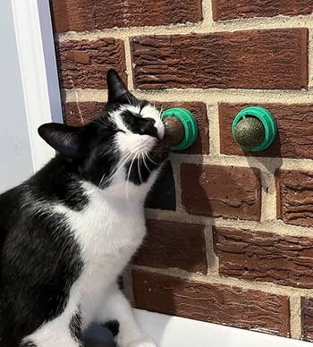reviewer's feline rubbing their look connected 1 of 3 greenish catnip balls mounted to ceramic wall