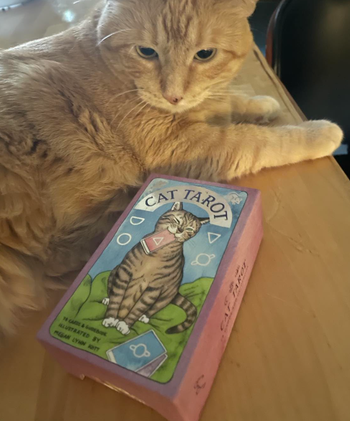 reviewer's cat posing next to a deck of cat-themed tarot cards