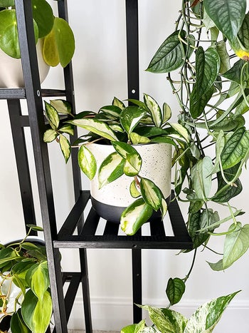 Close-up of reviewer's plant stand