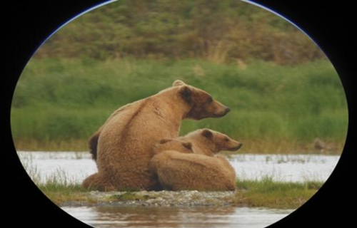 Reviewer photo of bears being seen through binoculars