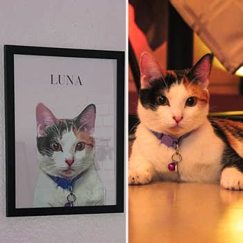 A feline  sits adjacent  to a framed photograph  of itself labeled 