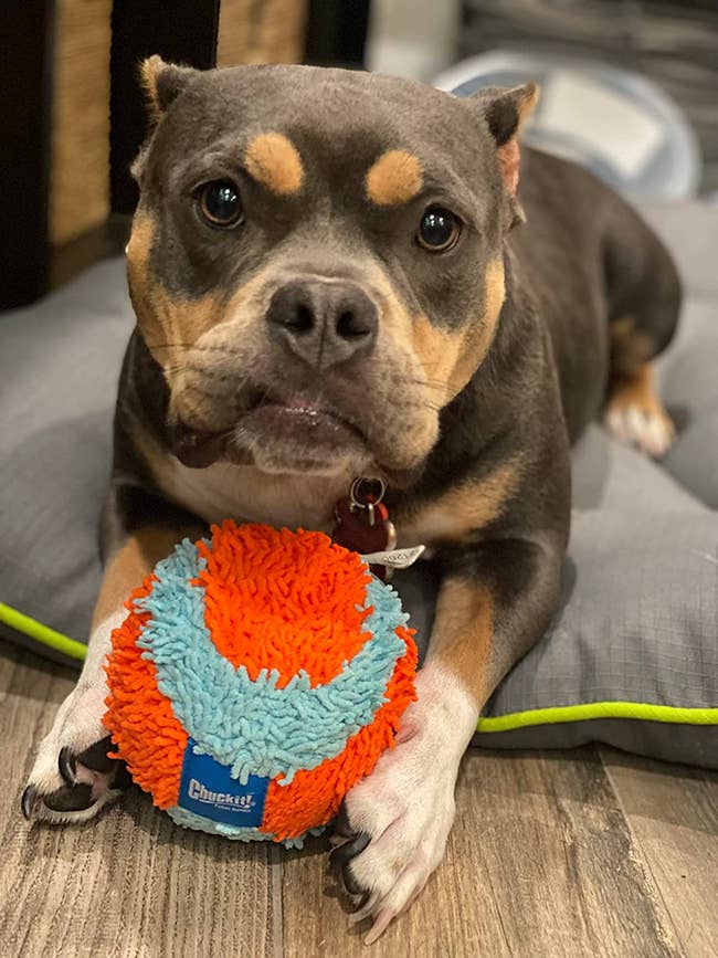 Reviewer image of dog holding orange and blue chenille ball
